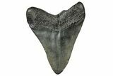 Fossil Megalodon Tooth - South Carolina #324296-1